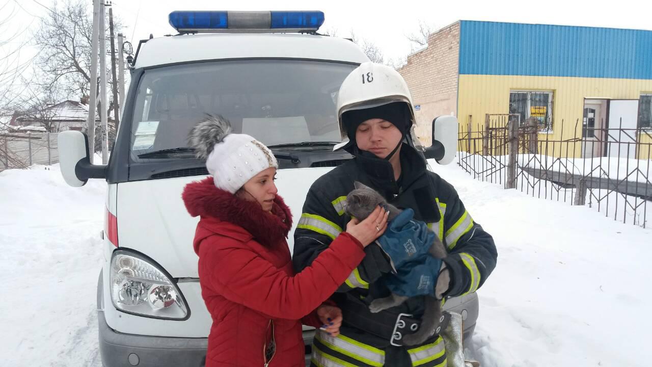 На Кіровоградщині врятували кота, який замерзав на дереві (ФОТО)
