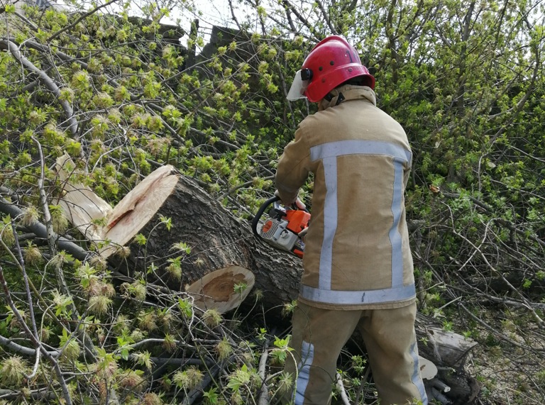 На Кіровоградщині рятувальники прибрали аварійне дерево (ФОТО)