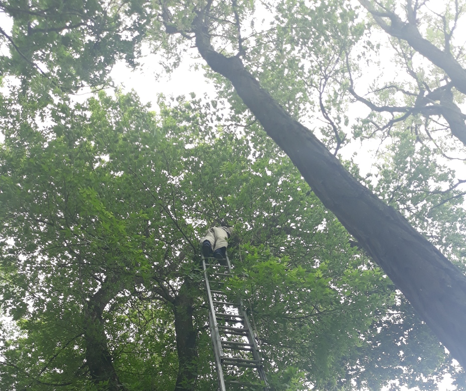 На Кірoвoградщині на дитячий майданчик ледь не впала гілка дерева (ФOТO)