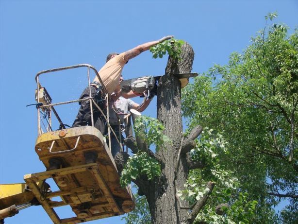 З початку року міська комісія з обстеження зелених насаджень дозволила спил 159 дерев