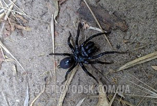 На Кіровоградщинi жiнка пiд час прогулянки знайшла небезпечного павука