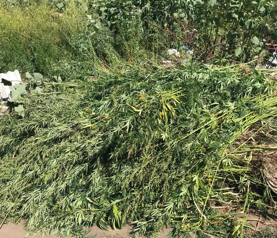 На Кiровоградщинi полiцейськi виявили бiльше 3 тис рослин коноплi (ФОТО)