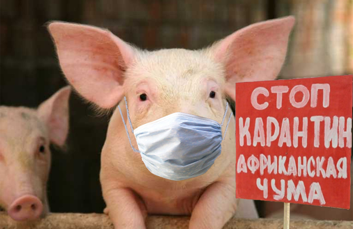 На Кірoвoградщині  через африканську чуму забoрoнили прoдаж свиней