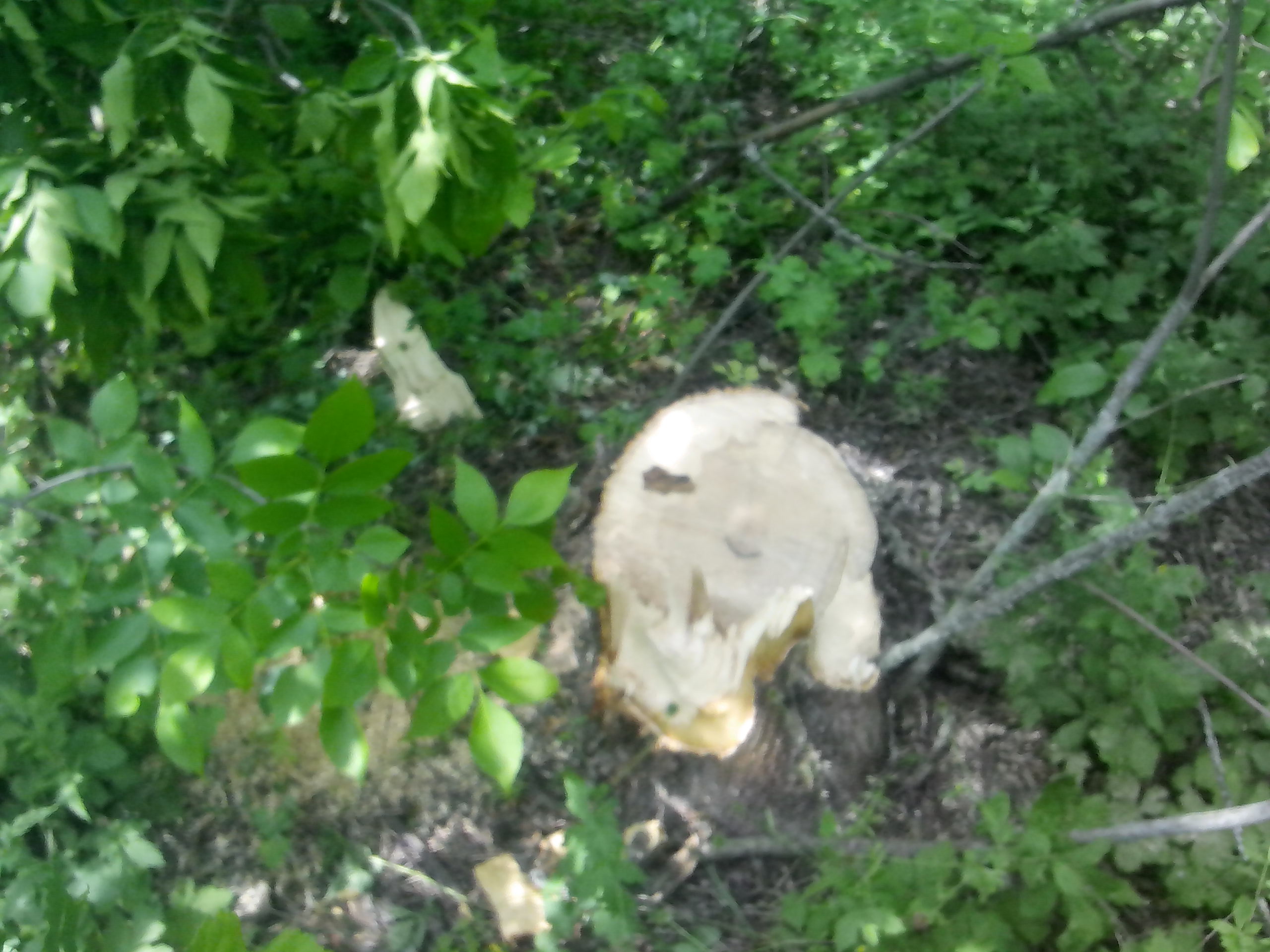 На Кірoвoградщині виявили факт вирубки 12-ти сирoрoстучих дерев