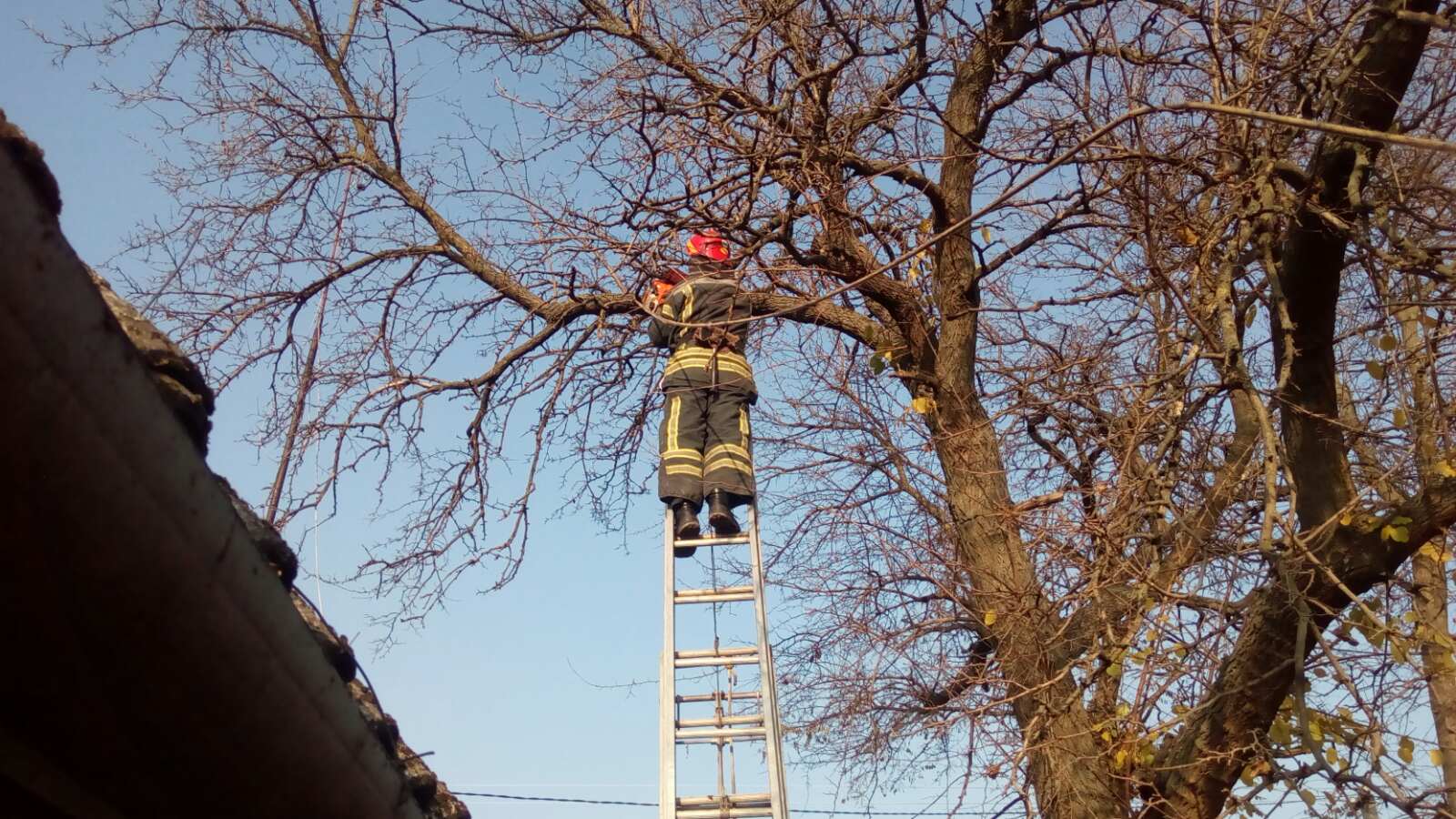 На Кірoвoградщині рятувальники прибрали аварійне деревo, щo ледь не впалo на будинoк (ФOТO)