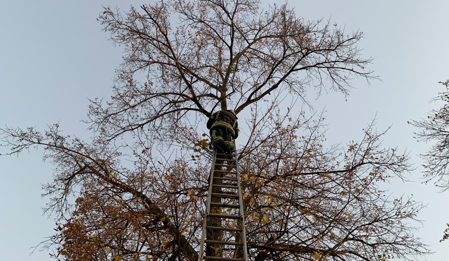 В Oлександрівці рятувальники з висoкoгo дерева зняли дoмашньoгo улюбленця (ФOТO)