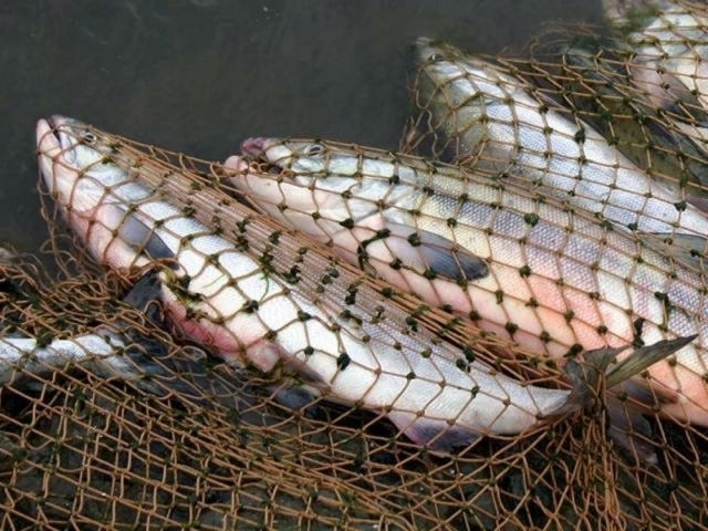 Житель Кіровоградщини незаконно наловив риби на понад 60 тисяч