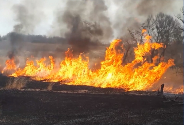 Нa Кіровогрaдщині з почaтку року стaлося дві лісові пожежі