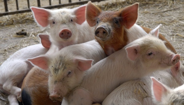 У Кропивницькому районі виявили африканську чуму свиней