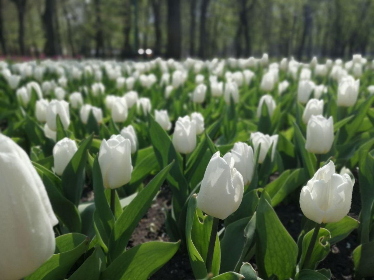 У дендропарку в Кропивницькому починається масове цвітіння тюльпанів (ФОТО)