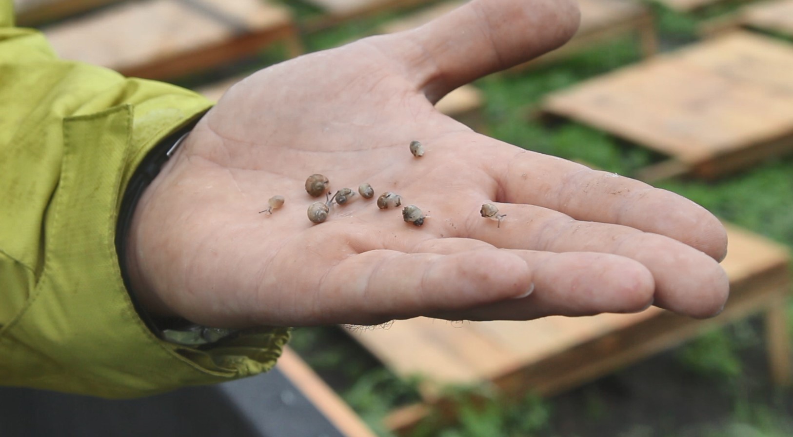 Під Кропивницьким вирощують равликів та планують влаштовувати на ферму гастротури (ФОТО)