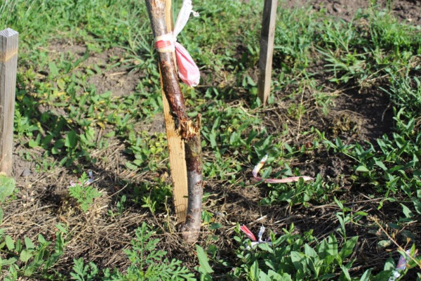 На Кіровоградщині невідомі зламали дерево сакури (ФОТО)