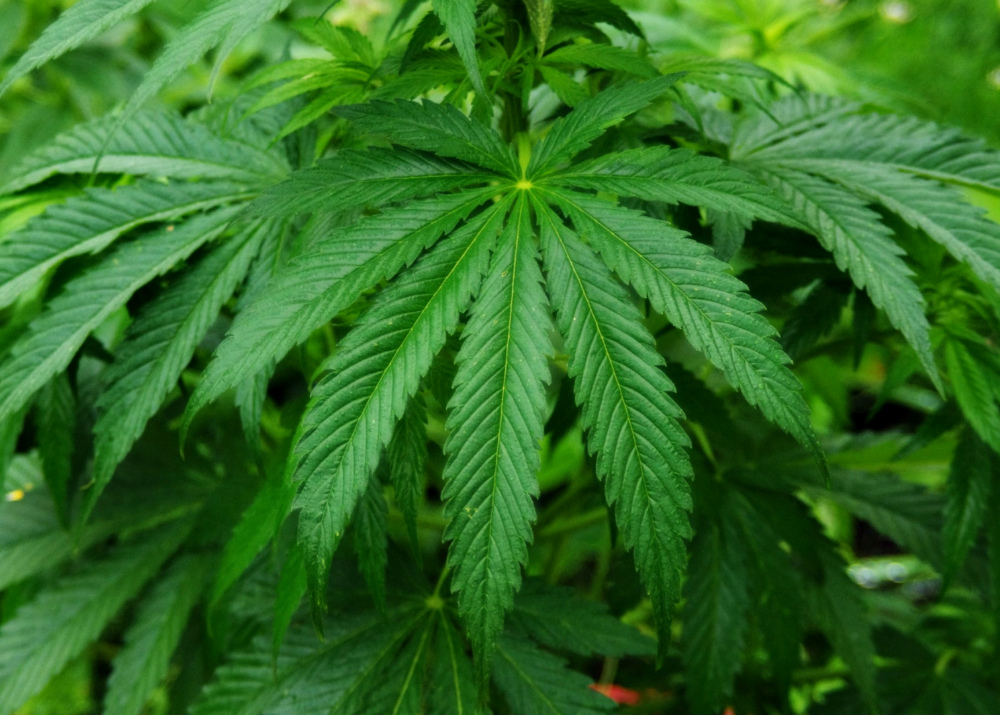 На Кіровоградщині поліцейські виявили понад 60 плантацій нарковмісних рослин