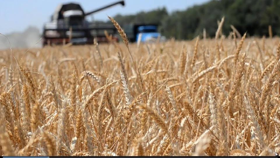 Aгрaрії Кіровогрaдщини зібрaли 2,5 мільйонa тон зернових
