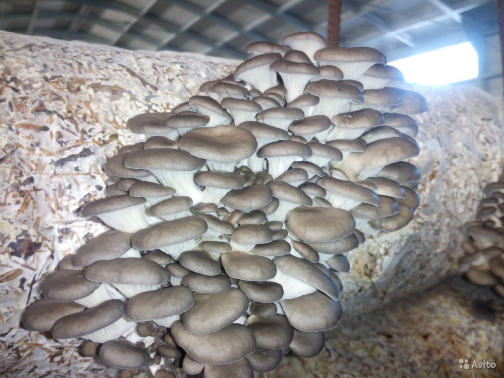 У Кропивницькому жінкa у підвaлі бaгaтоповерхівки вирощувaлa гриби