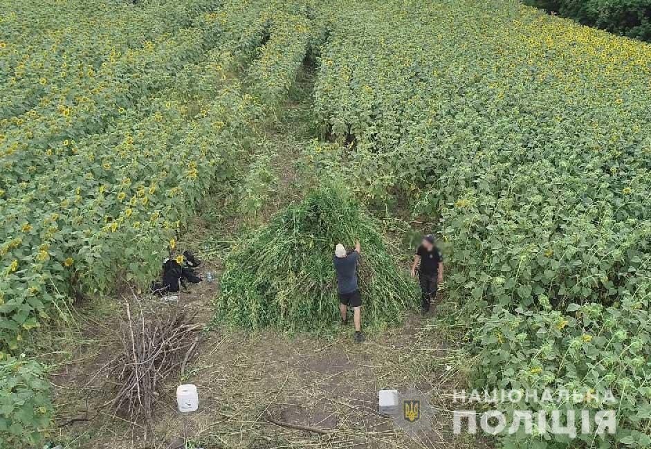 Три гектари конопель знайшли правоохоронцi Кiровоградщини (ФОТО)