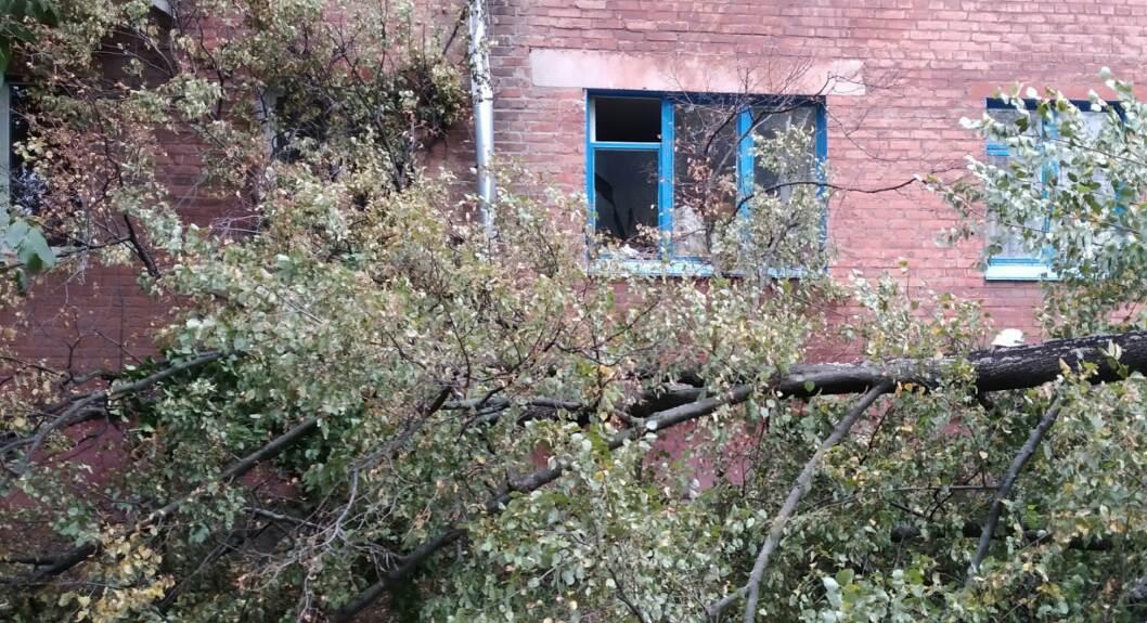 На Кiровоградщинi на територiю майданчика впало дерево (ФОТО)
