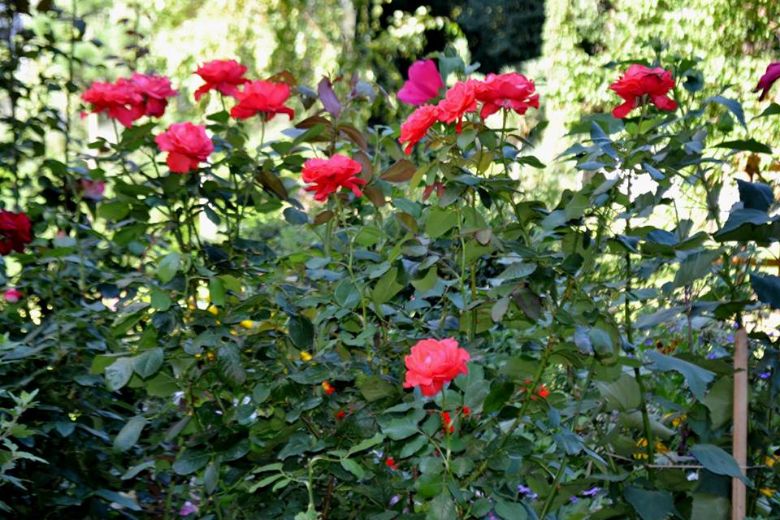 Жителя Кіровоградщини оштрафували за троянди