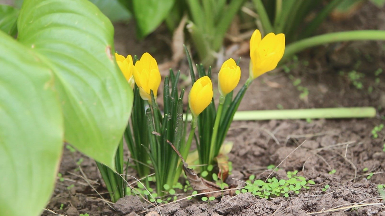 Першоцвіти повторно розквітли в Кропивницькому (ФОТО)
