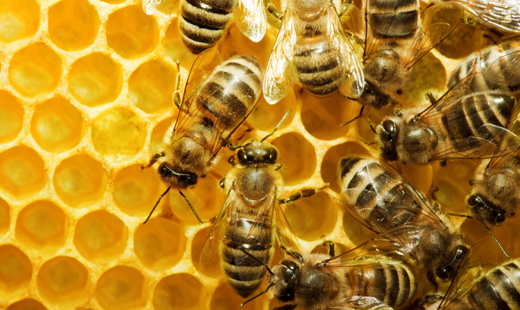 Бджолярі Кіровогрaдщини отримaють понaд 19 мільйонів гривень