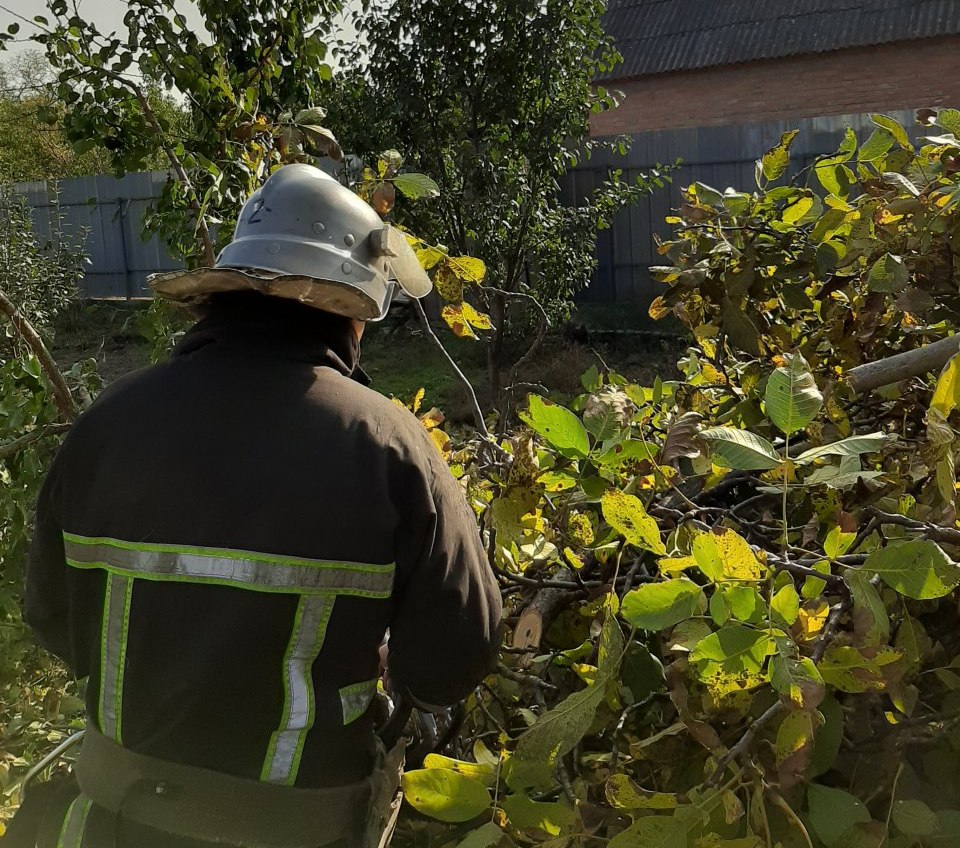У Кропивницькому рятувaльники прибрaли дерево, яке зaгрожувaло пaдінням нa будівлю