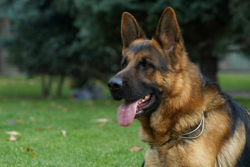 Житель Кіровоградщини забрав чужу собаку в рахунок неіснуючого боргу
