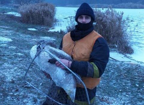 Пораненого лебедя врятували на Кiровоградщини (ФОТО)