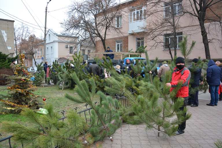Долинськi лiсiвники продали близько тисячi новорічних дерев (ФОТО)