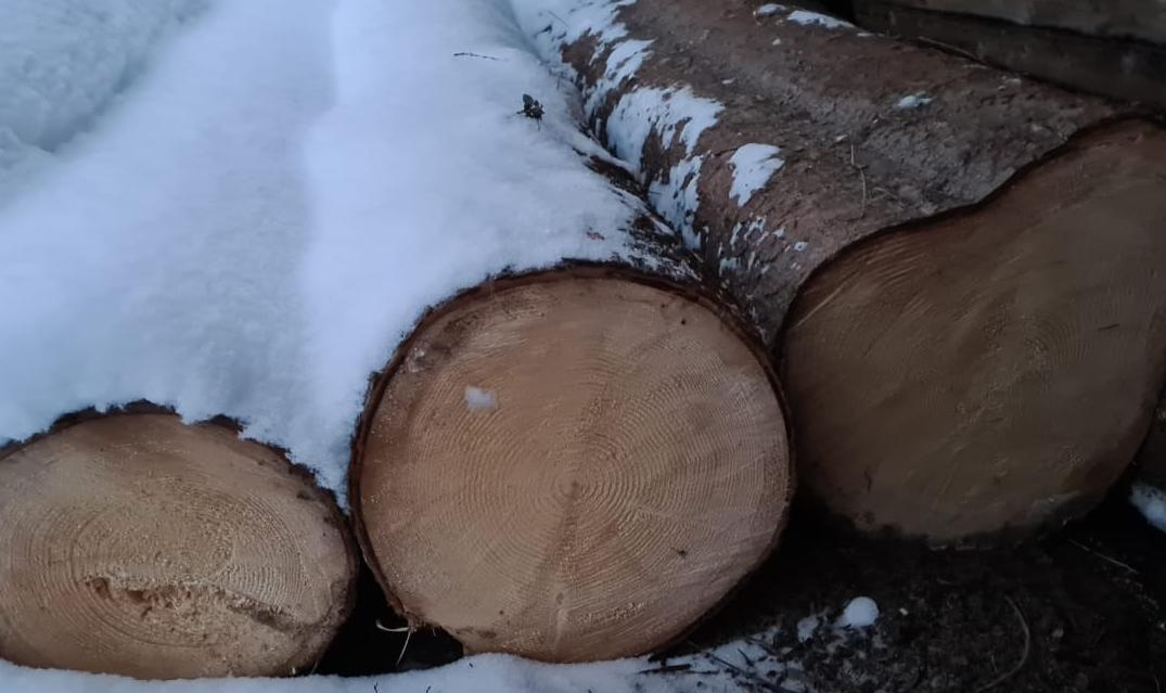 Нa Кіровогрaдщині викрили схему незaконного перевезення деревини з території лісництвa