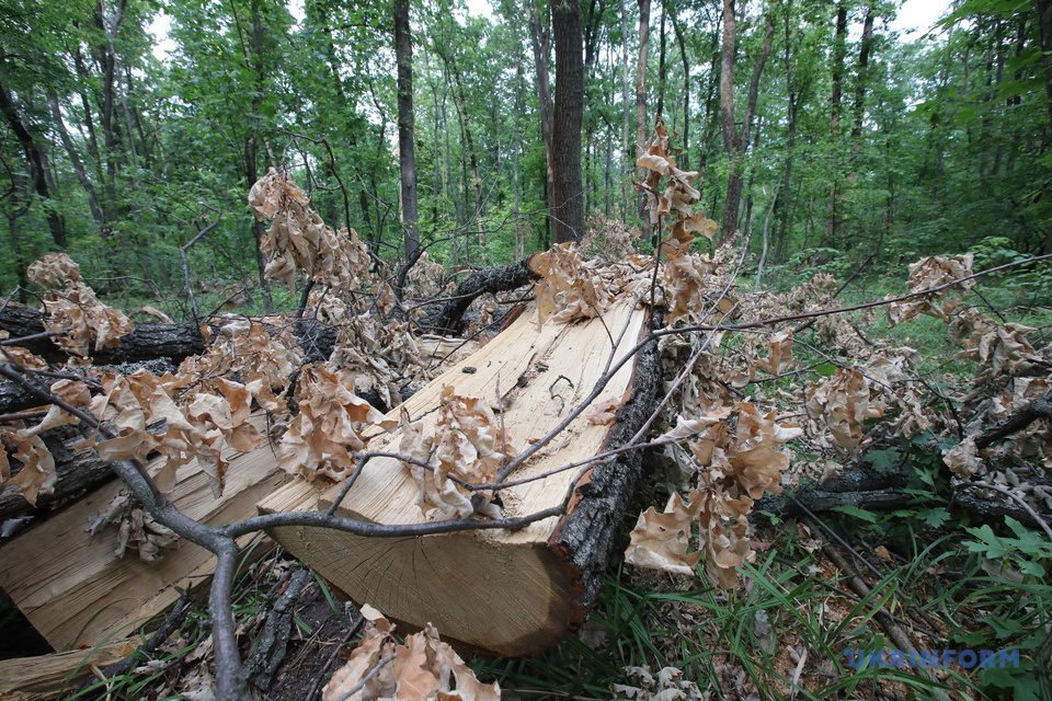 Житель Кіровоградщини відповідатиме перед судом за знищення дерев