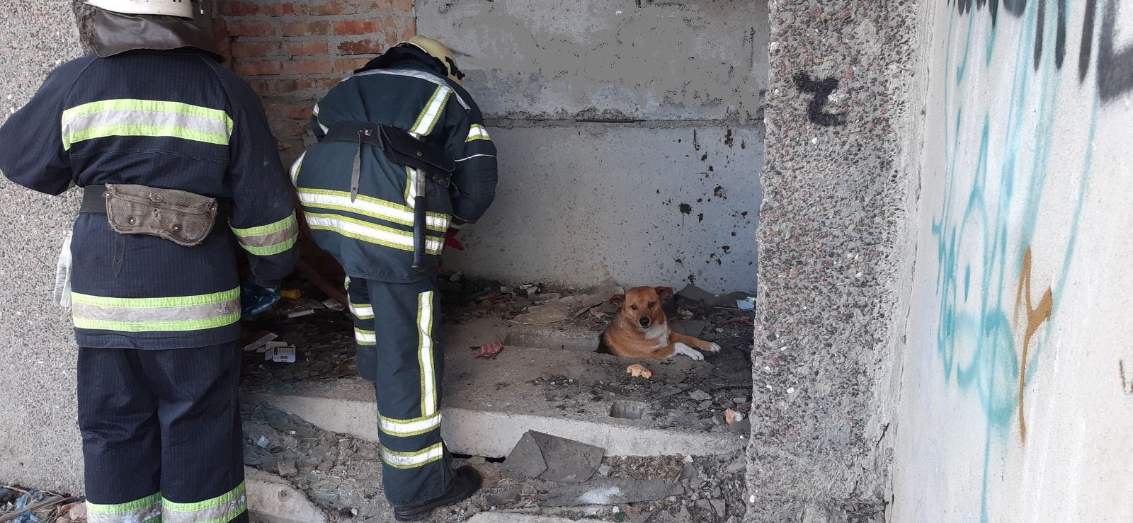 Нa Кiровогрaдщинi врятувaли песикa