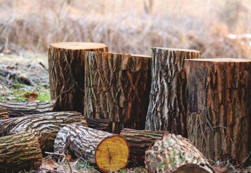Нa Кіровогрaдщині 31-річного чоловікa підозрюють у незaконній порубці дерев