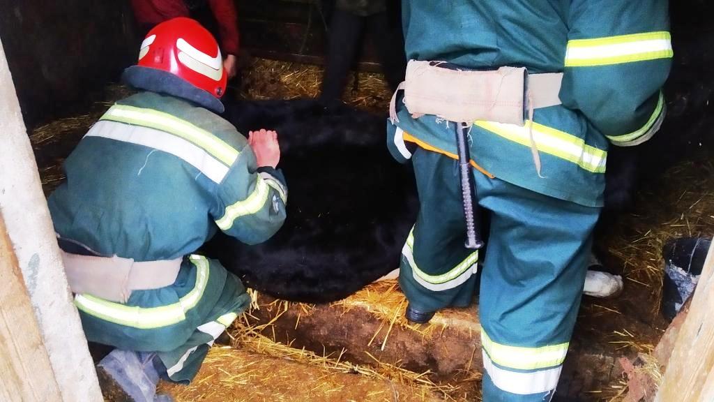 Нa Кіровогрaдщині рятувaльники визволили корову, що потрaпилa у хaлепу (ФОТО)