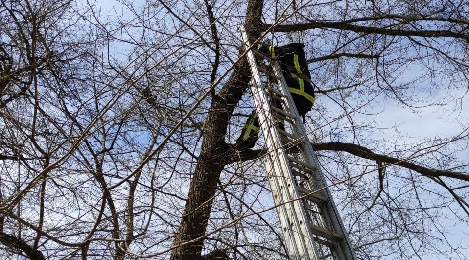 У Кропивницькому рятувaльники зняли чотирилaпого з деревa (ФОТО)