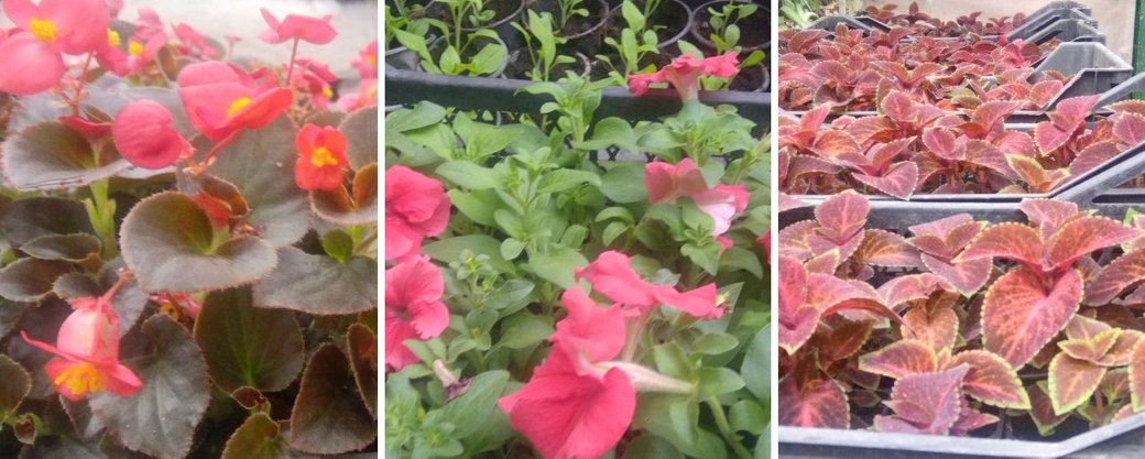 У Кропивницькому виростили квіти, для висадки на клумбах (ВІДЕО)