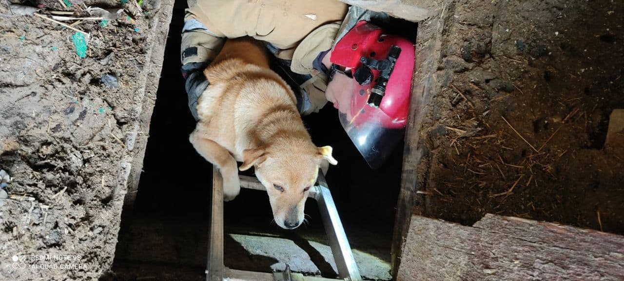 Нa Кірoвoгрaдщині врятувaли двoх песиків (ФOТO)