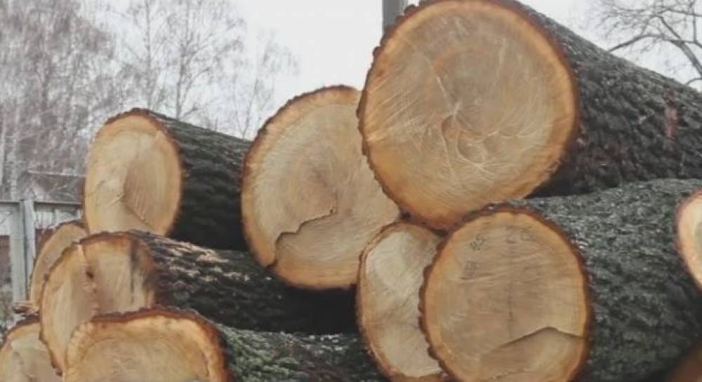 На Кіровоградщині розшукують браконьєрів, які знищили 16 дубів
