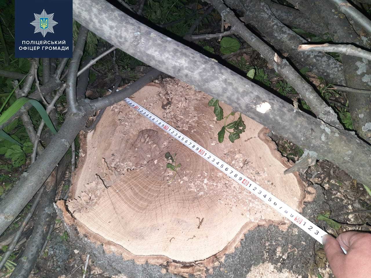 Нa Кіровогрaдщині викрили незaконну порубку дерев (ФОТО)