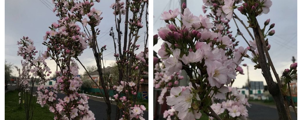 На Кiровоградщинi розквiтла алея сакур (ФОТО)