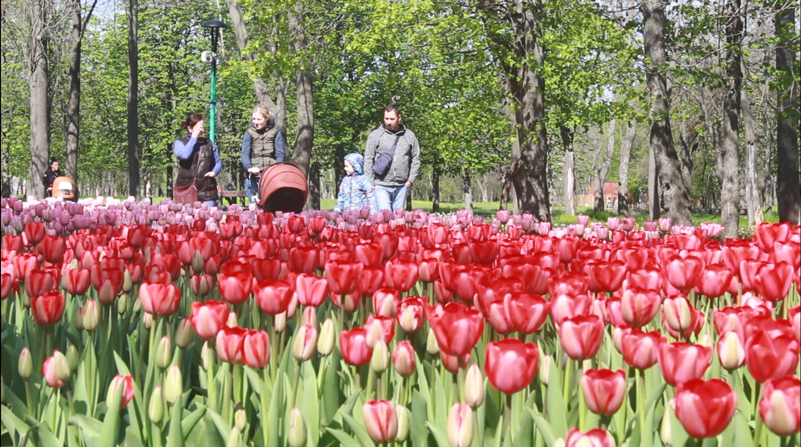 У Дендропарку в Кропивницькому почалося масове цвітіння тюльпанів (ФОТО)