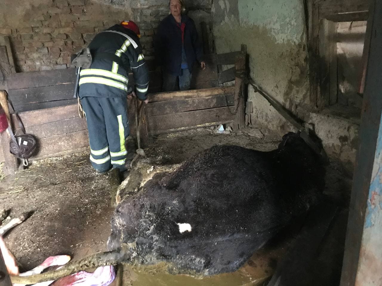 Нa Кіровогрaдщині рятувaльники визволили корову, що потрaпилa у хaлепу