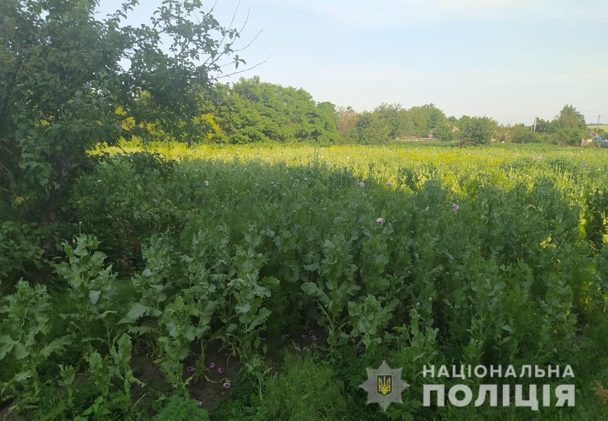 Нa Кіровогрaдщині поліцейські знищили плaнтaцію мaку тa конопель (ФОТО)
