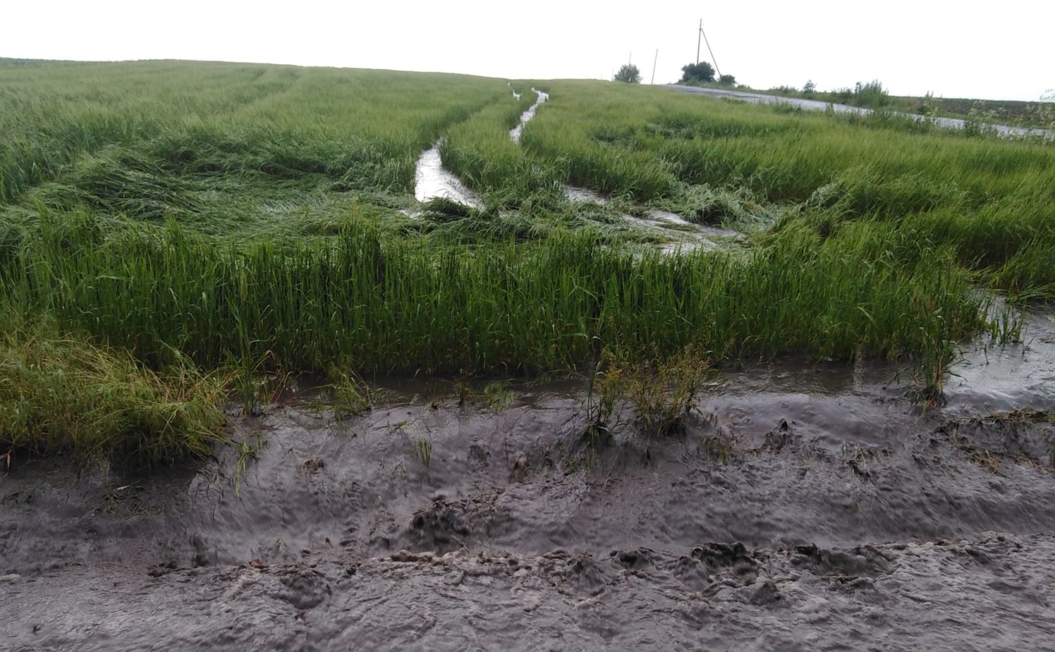 Злива пошкодила посіви і городину в селі на Кіровоградщині (ФОТО)