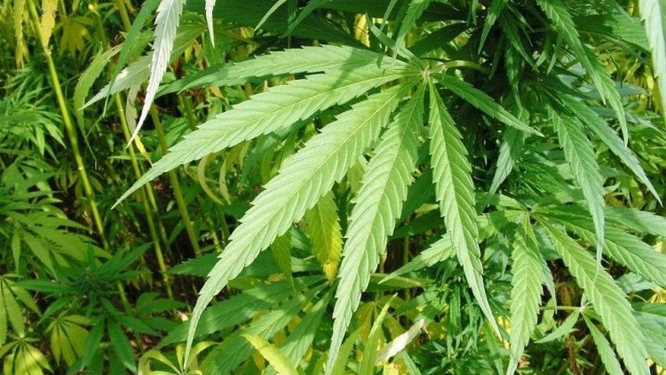 На Кіровоградщині розпочалися оперативно-профілактичні заходи під умовною назвою “Мак”