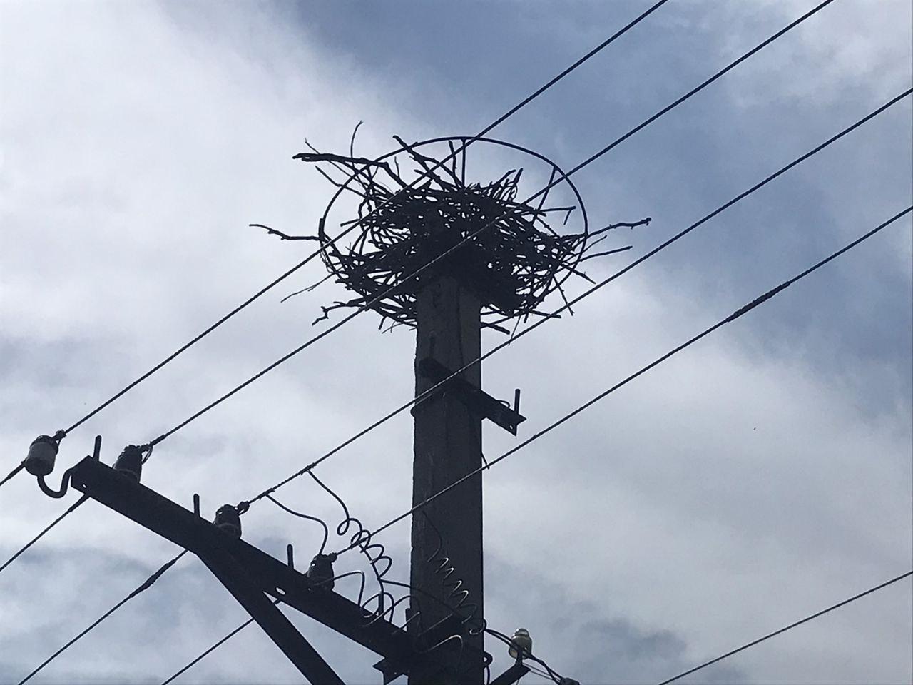 На Кiровоградщинi вiтер знiс лелече гнiздо з пташенятами (ФОТО)