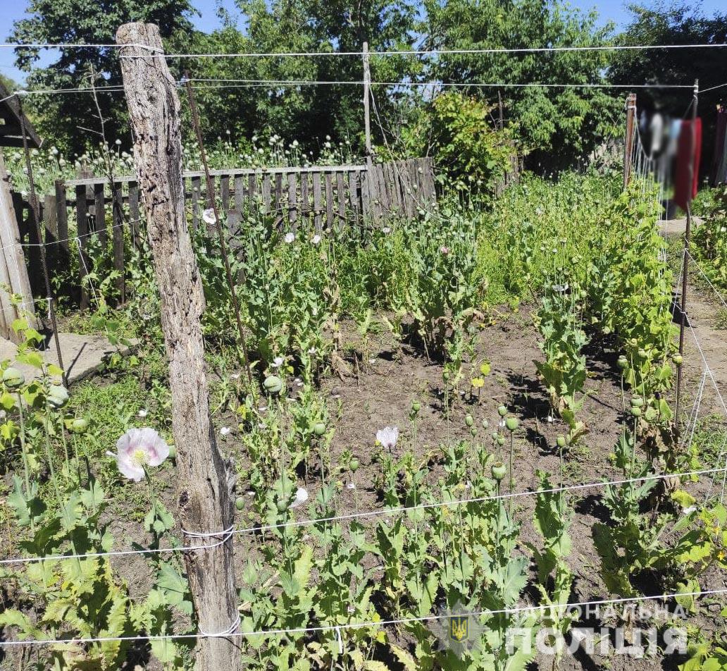 Поліція в жительки Кіровоградщини знайшла плантацію маку (ФОТО)