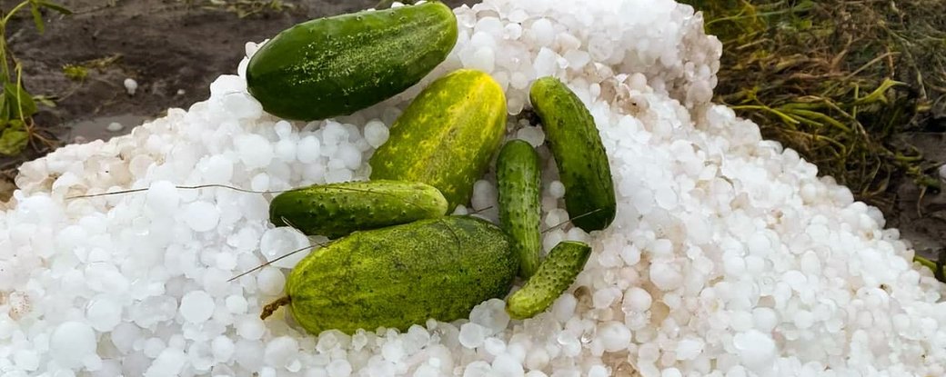 На Кіровоградщині град побив всю городину (ФОТО)