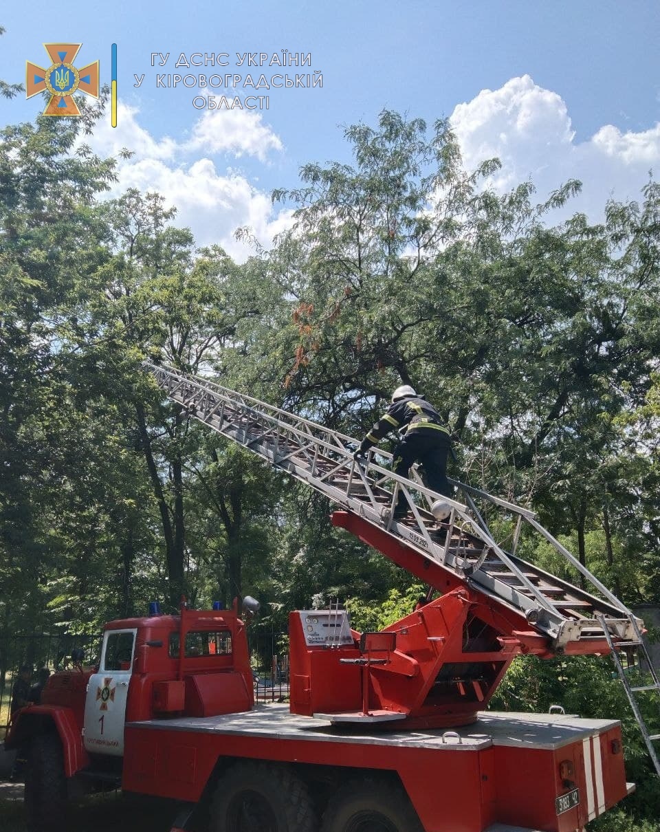 У Кропивницькому знову довелося рятувати кота