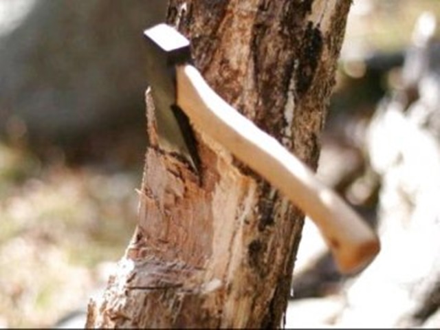 Троє жителів Кіровоградщини судитимуть за незаконну порубку дерев