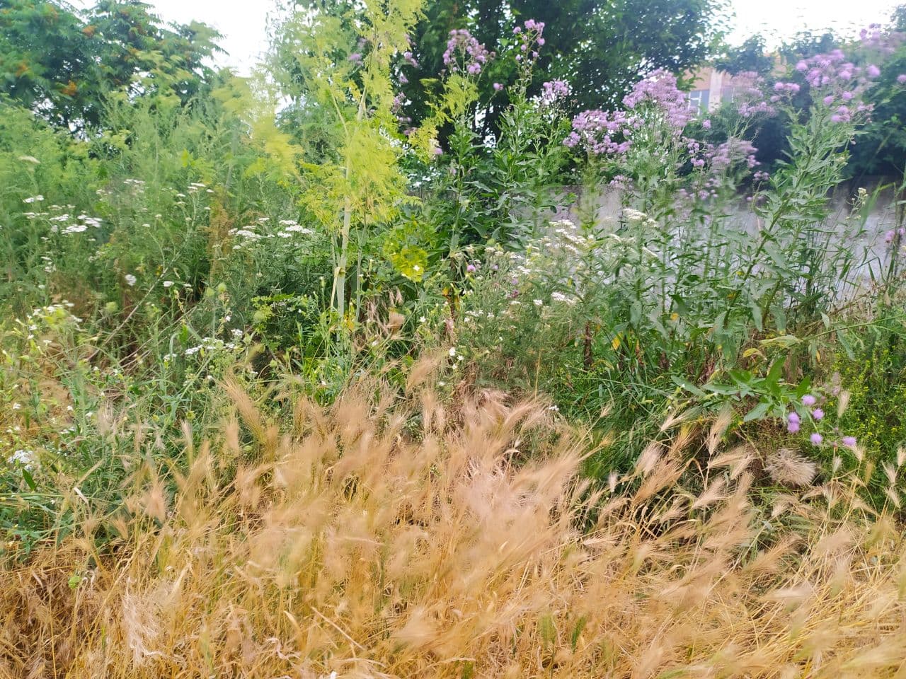 Набережна Кропивницького потопає в бур’янах (ФОТОФАКТ)